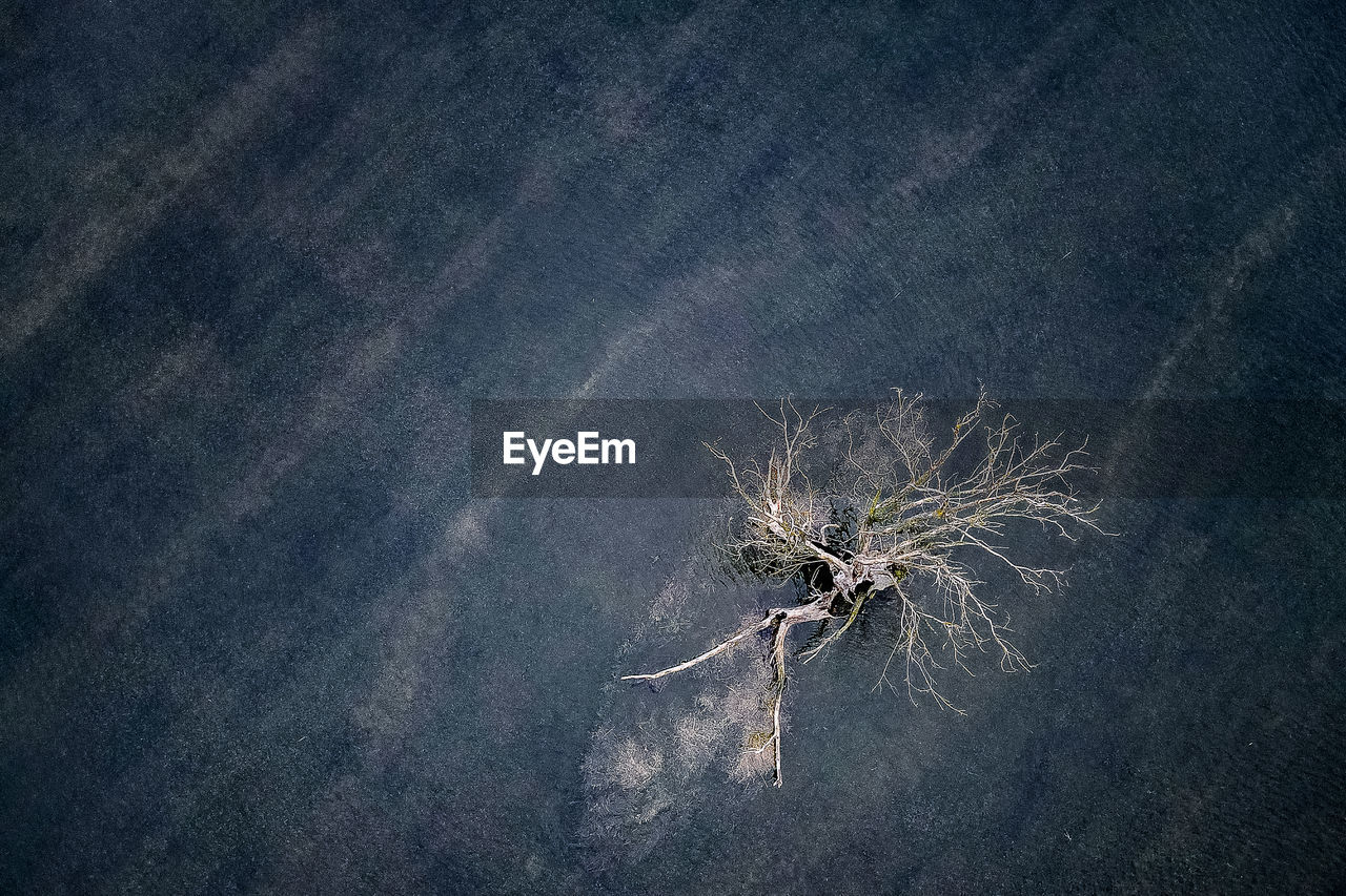 High angle view of dry plant on land