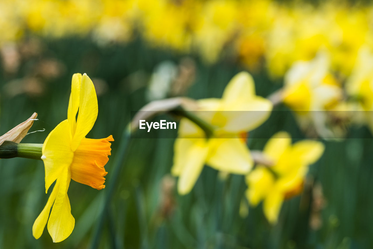yellow, flower, flowering plant, plant, narcissus, beauty in nature, freshness, petal, flower head, nature, close-up, fragility, daffodil, growth, inflorescence, springtime, focus on foreground, no people, blossom, outdoors, day, wildflower, vibrant color, meadow, selective focus