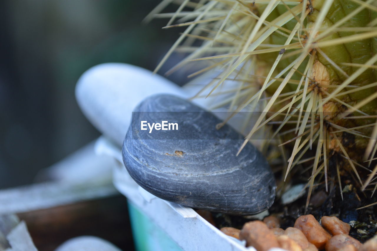 Close-up of stones by cactus