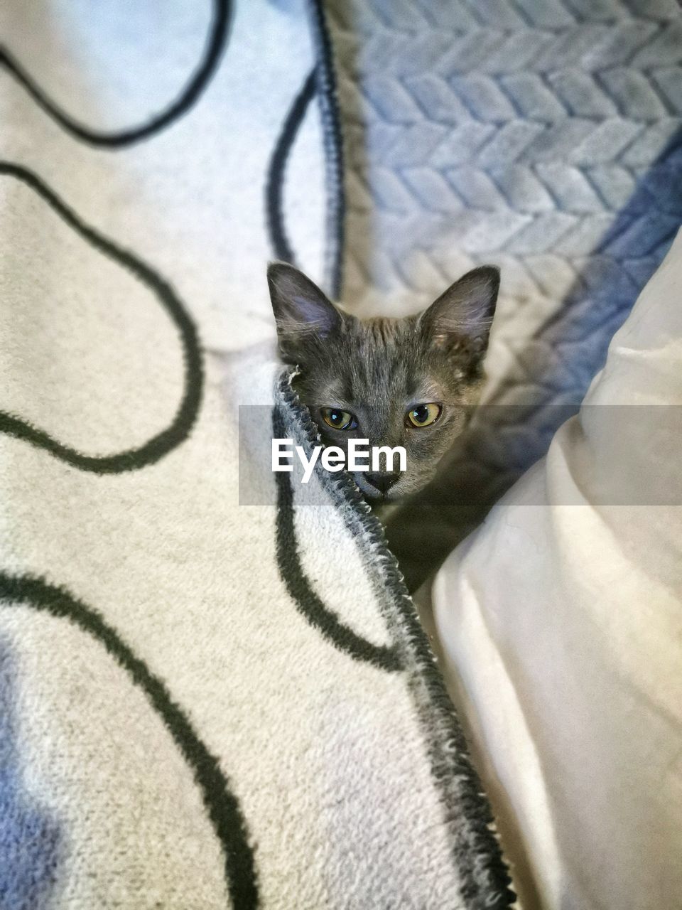 High angle portrait of cat relaxing on bed