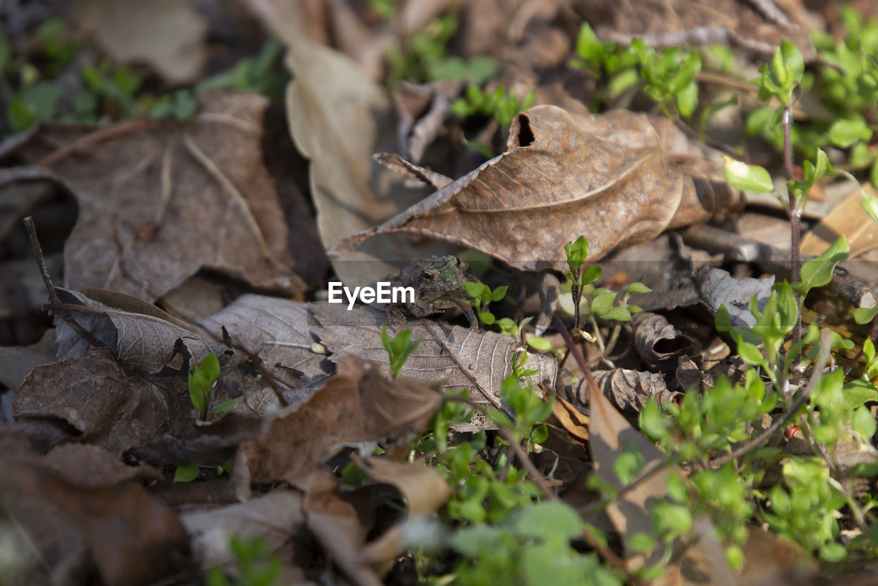 leaf, plant part, plant, nature, wildlife, land, no people, forest, selective focus, flower, dry, tree, field, day, woodland, outdoors, animal wildlife, animal, close-up, autumn, food, animal themes, environment, growth, beauty in nature, soil