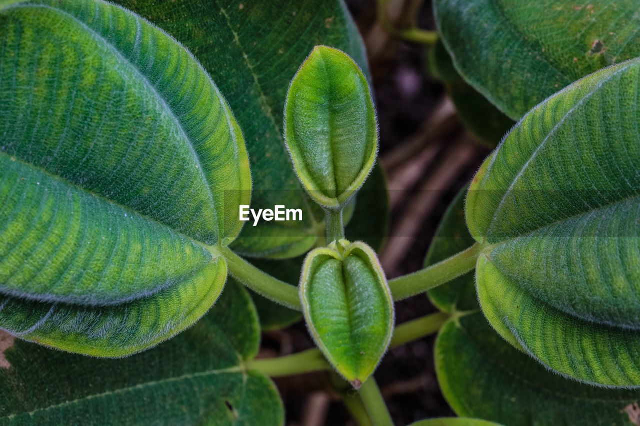 CLOSE-UP OF GREEN LEAVES