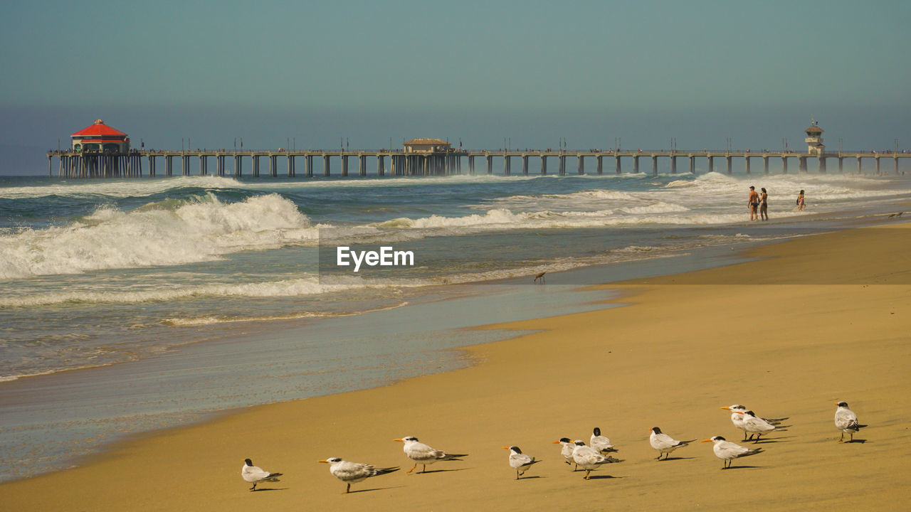 Seagulls on beach los angeles beach