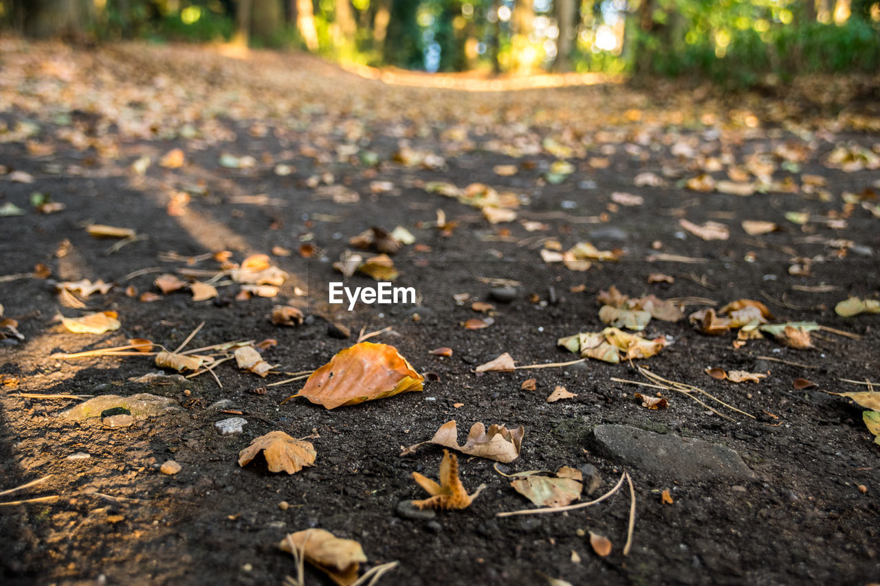 Dry leaves on road