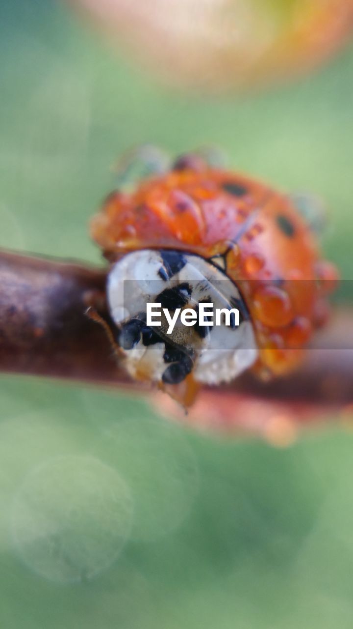 Close-up of ladybug on leaf