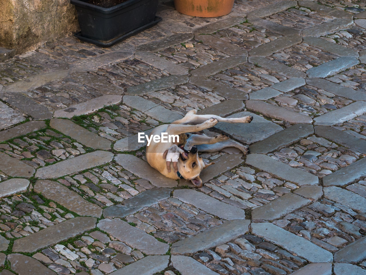 High angle view of dog on footpath
