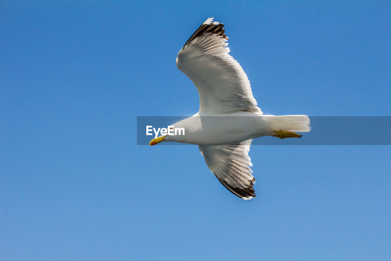 European herring gull, seagull, larus argentatus flying in the summer along the shores of aegean sea