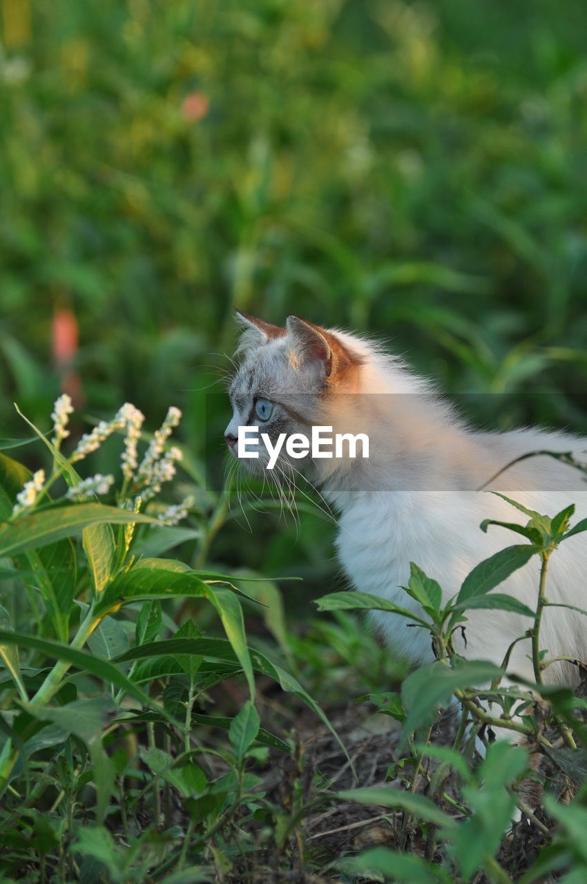 CLOSE-UP OF CAT ON PLANT