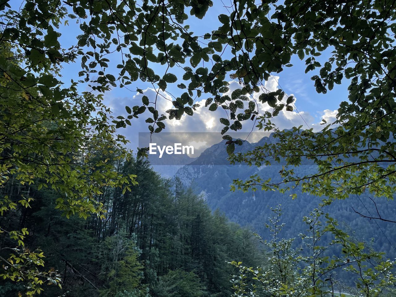 LOW ANGLE VIEW OF TREES AND PLANTS AGAINST SKY