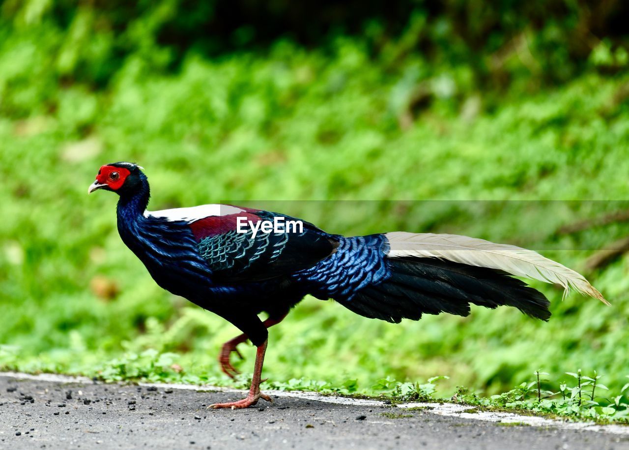 CLOSE-UP OF A BIRD ON A FIELD