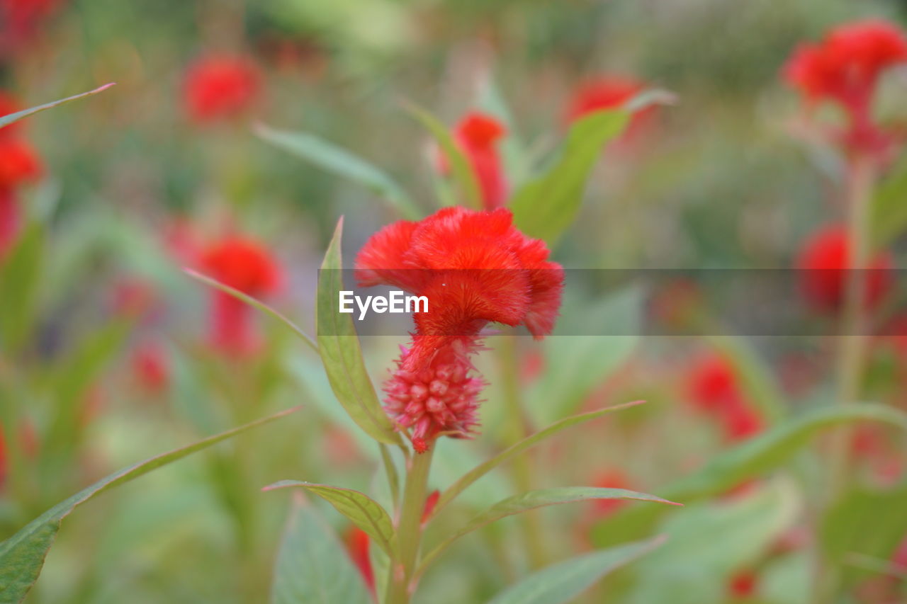 CLOSE-UP OF RED FLOWER