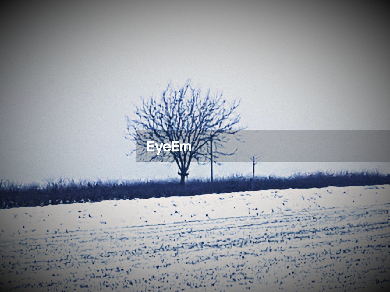 BARE TREE ON SNOW FIELD AGAINST SKY