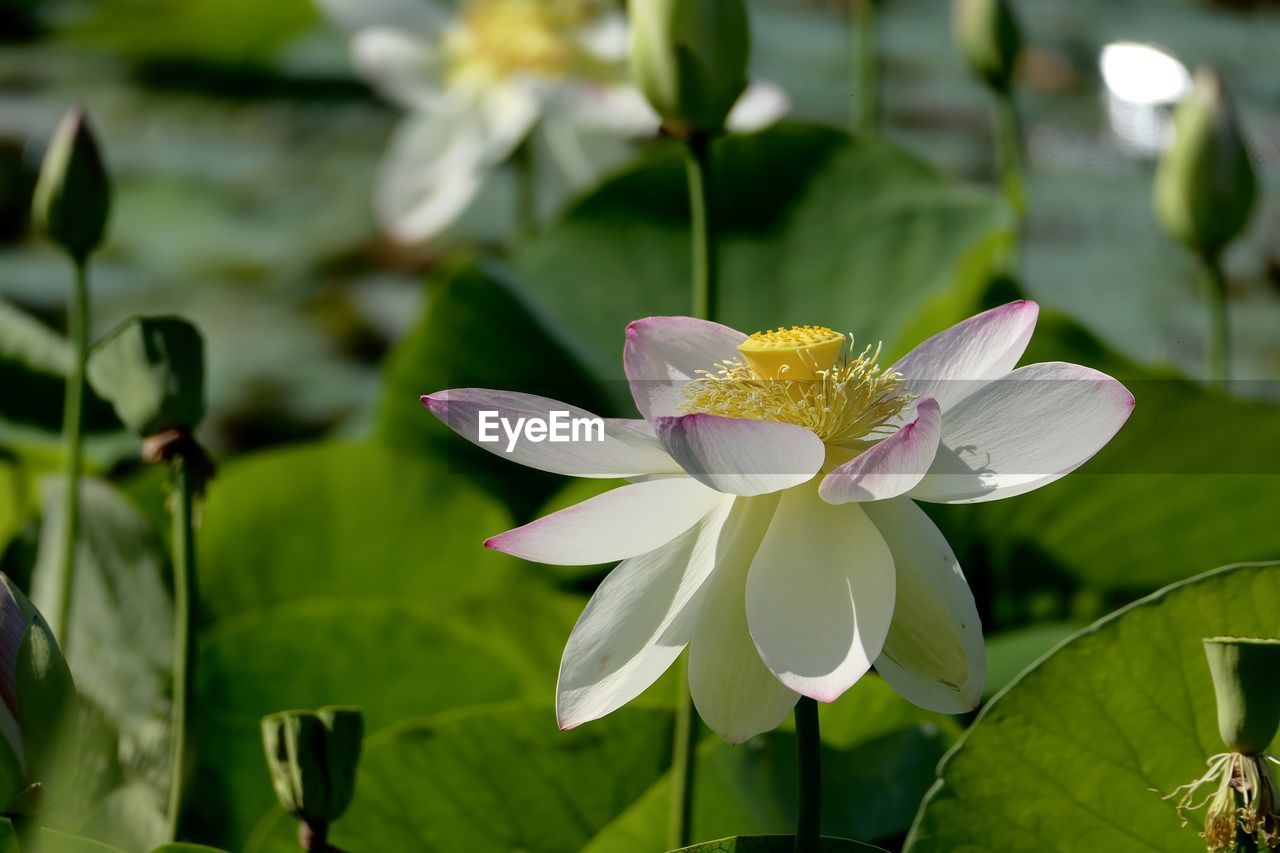 Close-up of white water lily