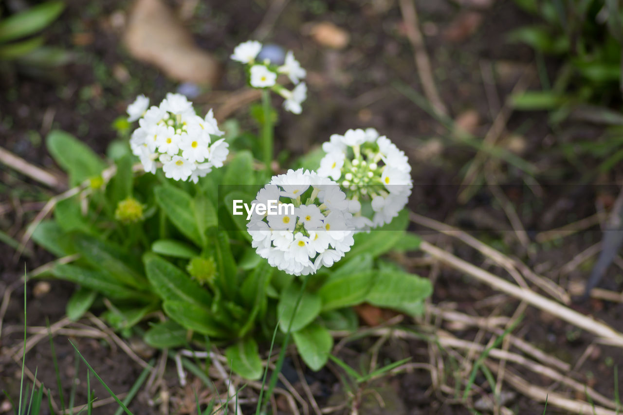 CLOSE-UP OF FLOWER BLOOMING IN FIELD