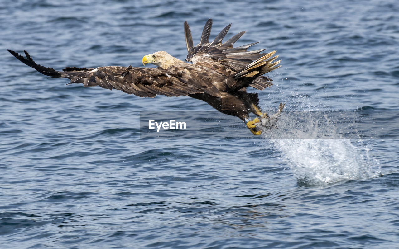 Close-up of seagull flying over sea