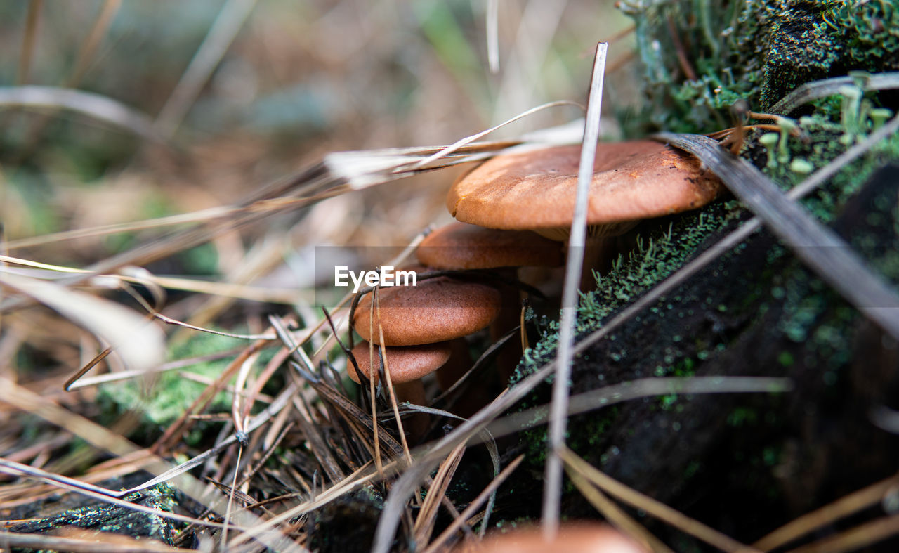 Close-up of mushroom growing on field