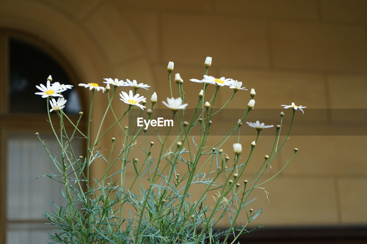 Close-up of white flowering plant