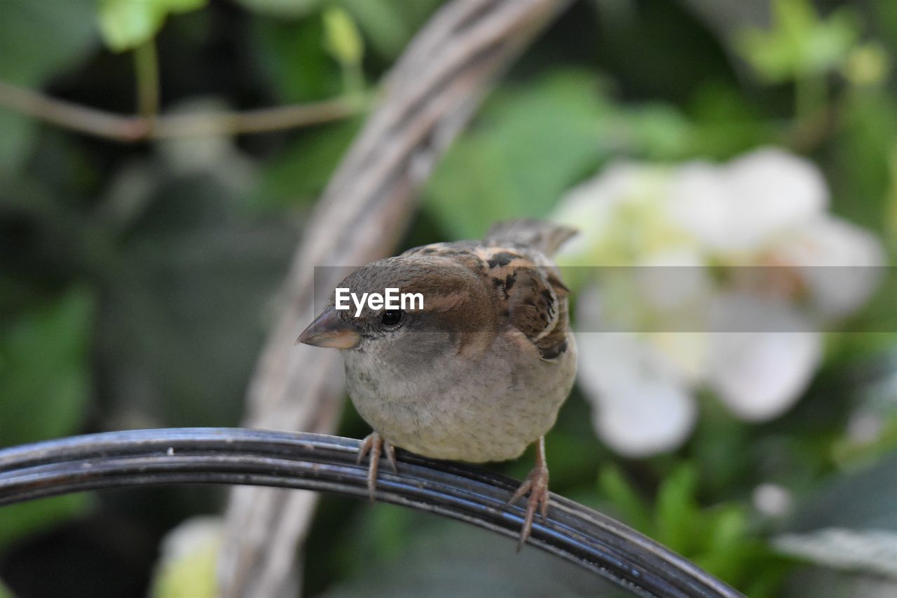 Close-up of aparrow perching on metal