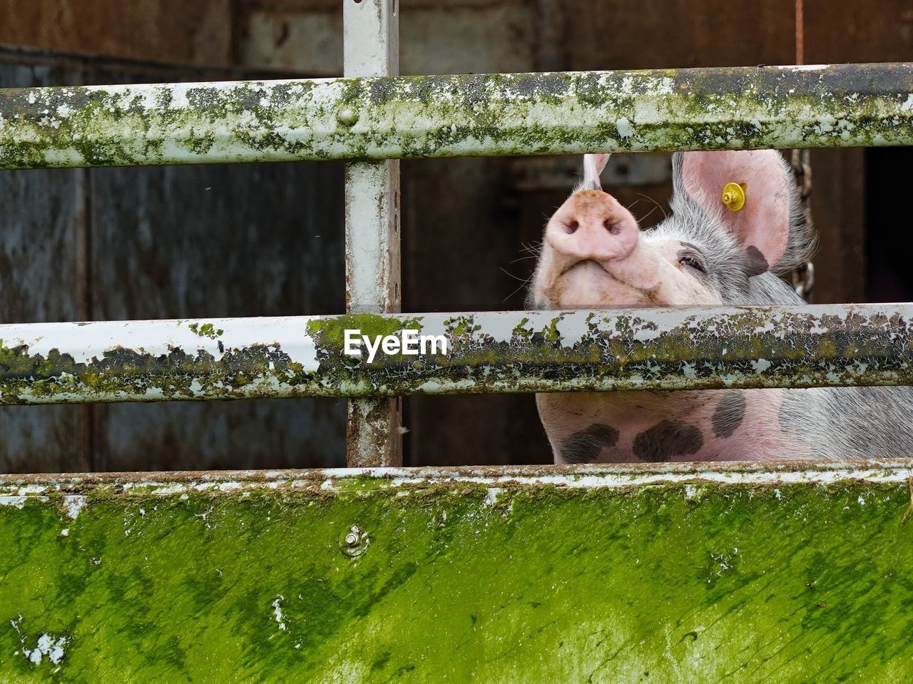 animal, animal themes, mammal, green, no people, fence, one animal, domestic animals, pet, day, nature, animal wildlife, wood, livestock, outdoors, plant, portrait, animal body part, cute