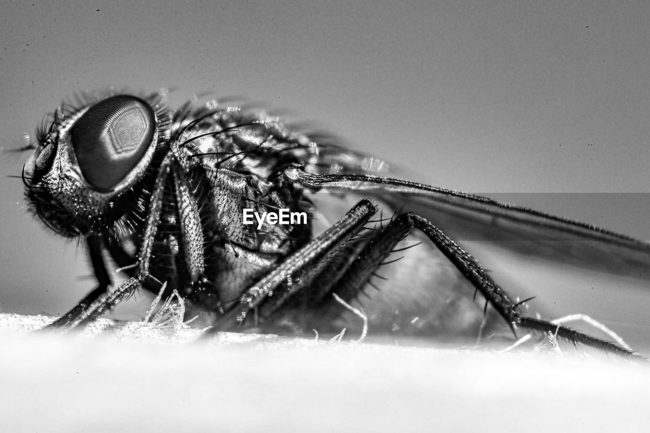 CLOSE-UP OF FLY ON A LEAF