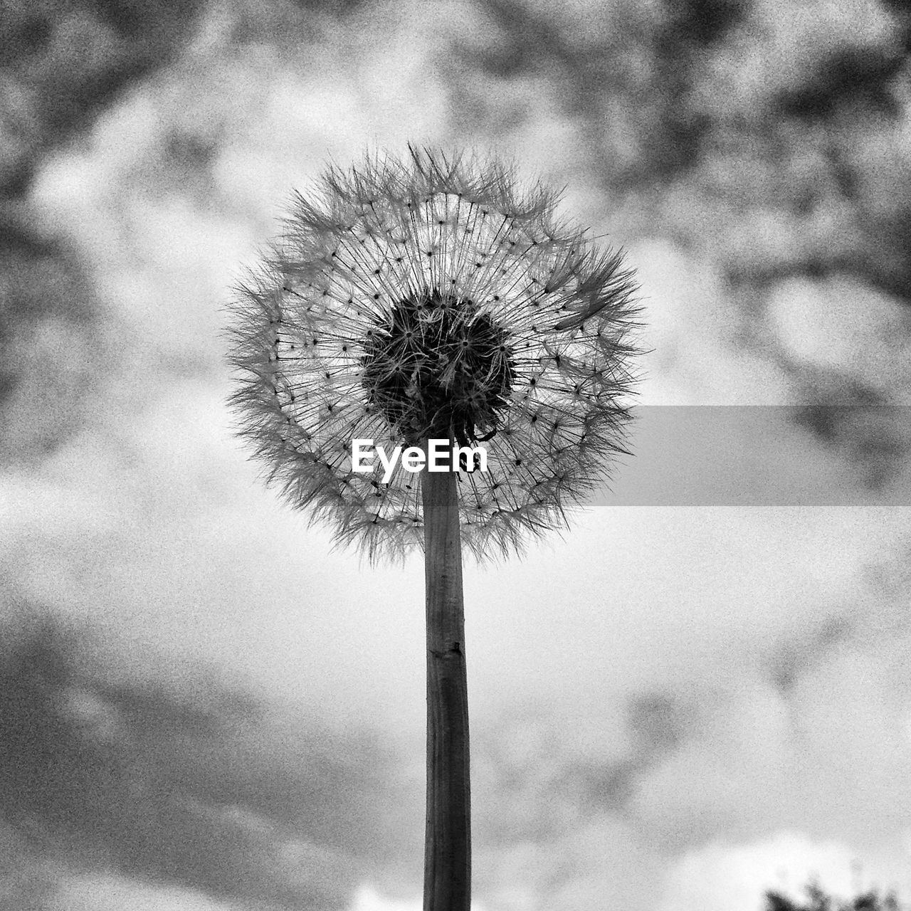 Close-up of a dandelion flower