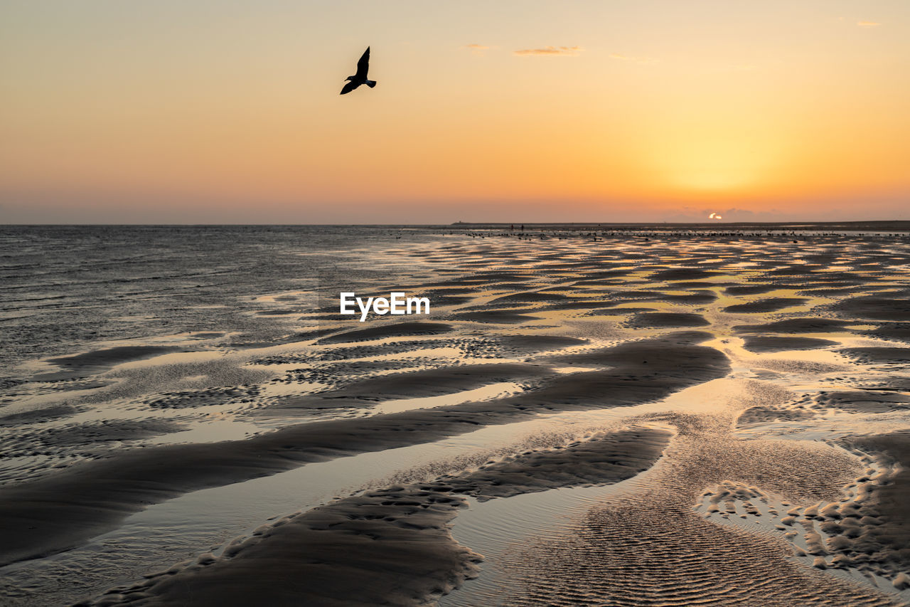 Beach sunset with bird