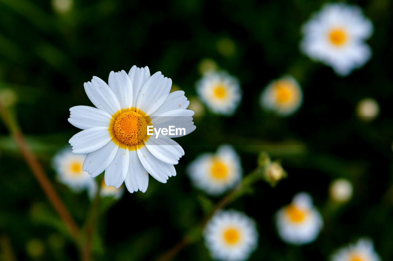 CLOSE-UP OF WHITE DAISIES