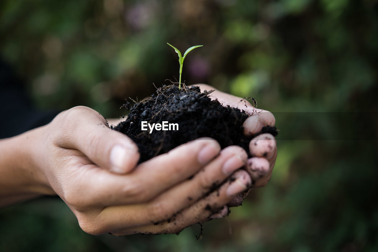 Close-up of person taking care of seedling