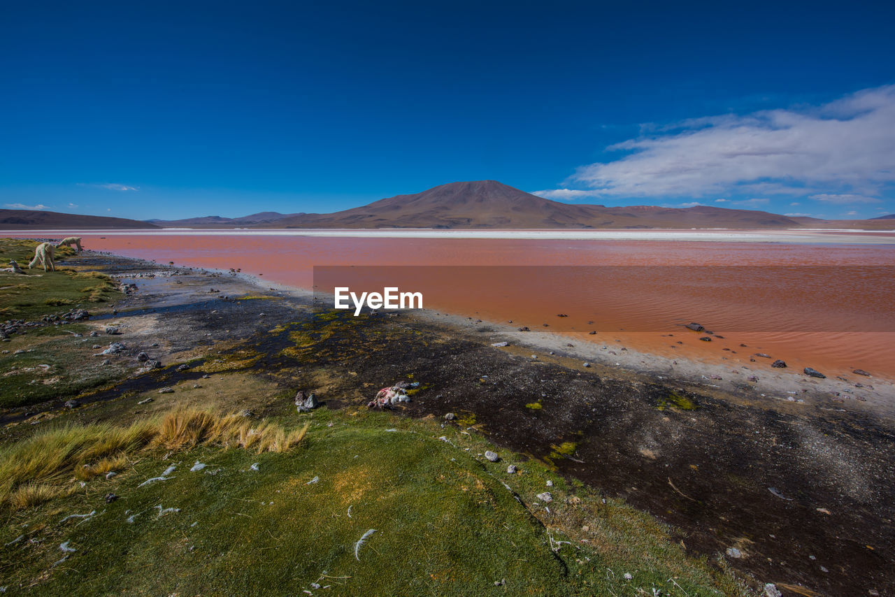 Scenic view of desert against blue sky