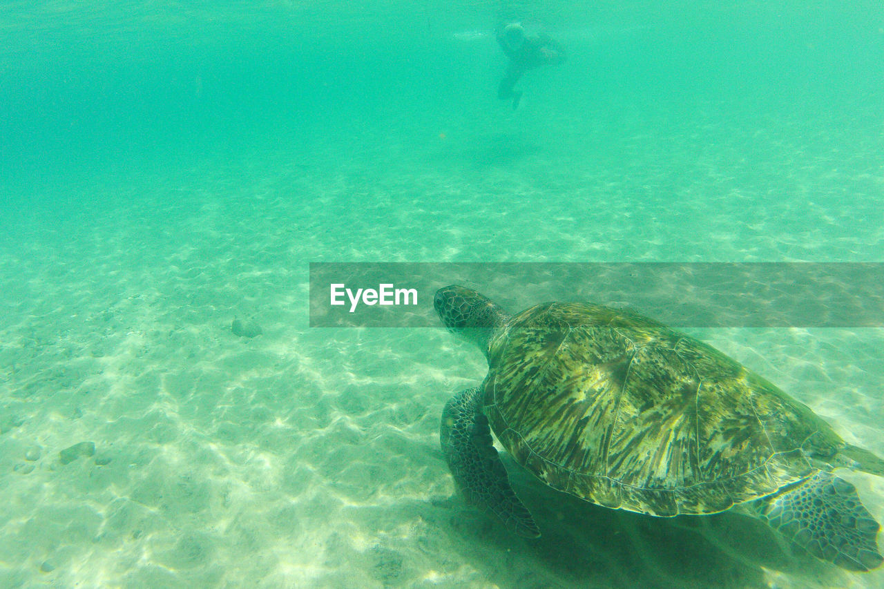 Turtle swimming in sea