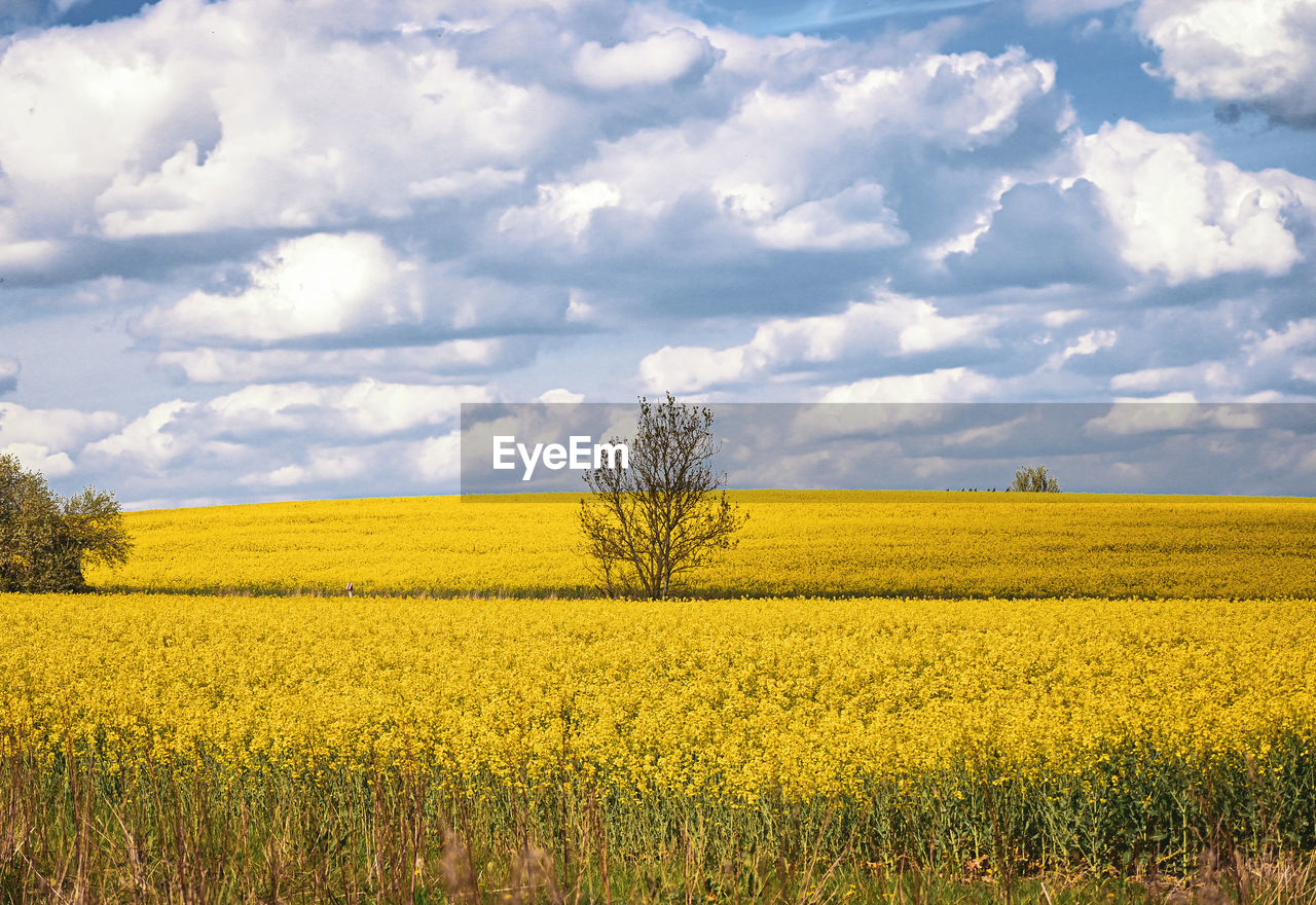 landscape, plant, rapeseed, produce, vegetable, field, food, sky, environment, land, yellow, cloud, rural scene, flower, agriculture, canola, beauty in nature, oilseed rape, scenics - nature, crop, growth, nature, tranquility, prairie, farm, tranquil scene, flowering plant, idyllic, springtime, grassland, plain, brassica rapa, no people, rural area, tree, freshness, meadow, day, abundance, outdoors, blossom, horizon, non-urban scene, horizon over land, mustard, vibrant color, sunlight, cultivated land, cereal plant, fragility, cultivated