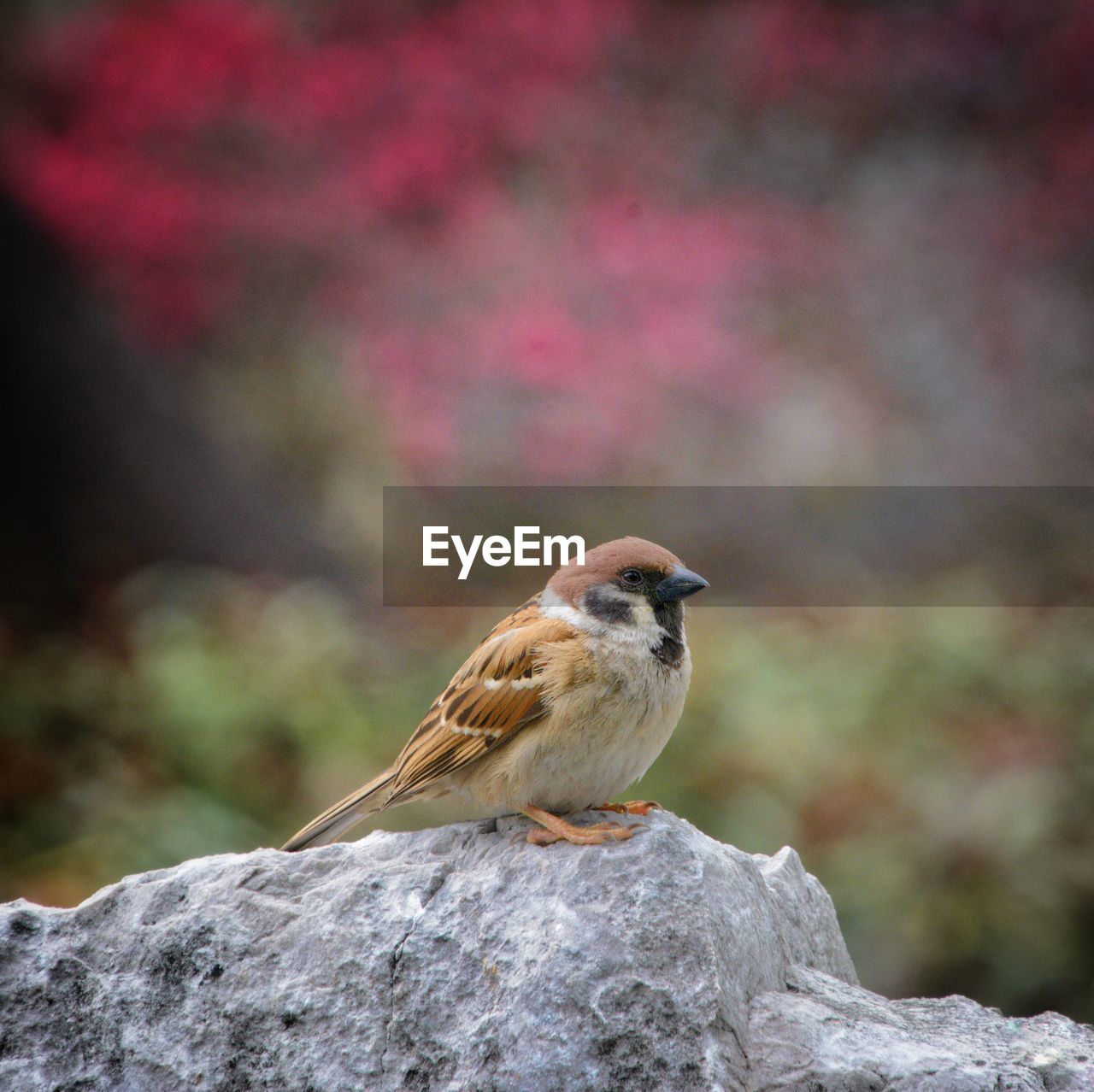 BIRD PERCHING ON ROCK