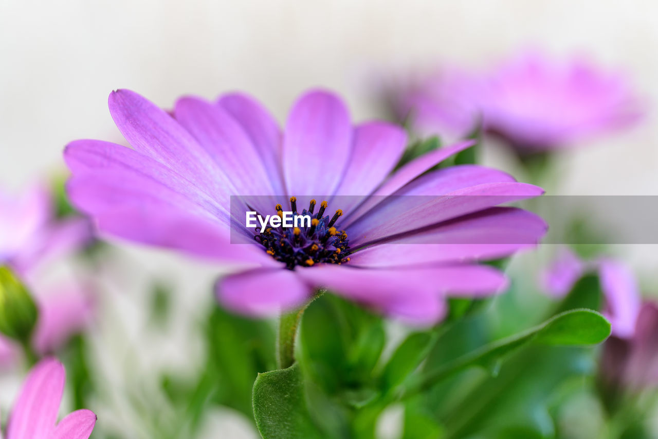 Close-up of pink flower