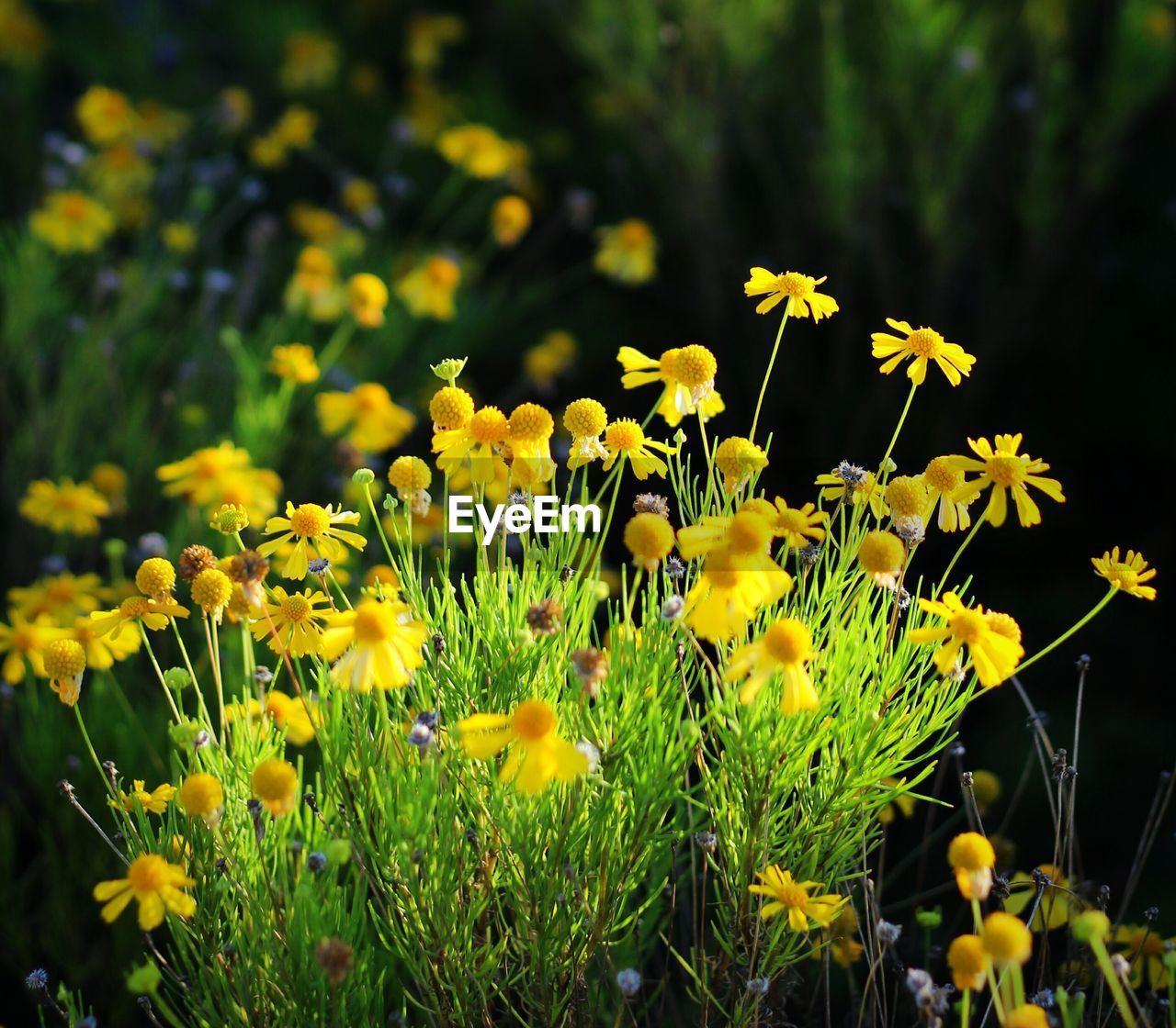CLOSE-UP OF YELLOW FLOWERS