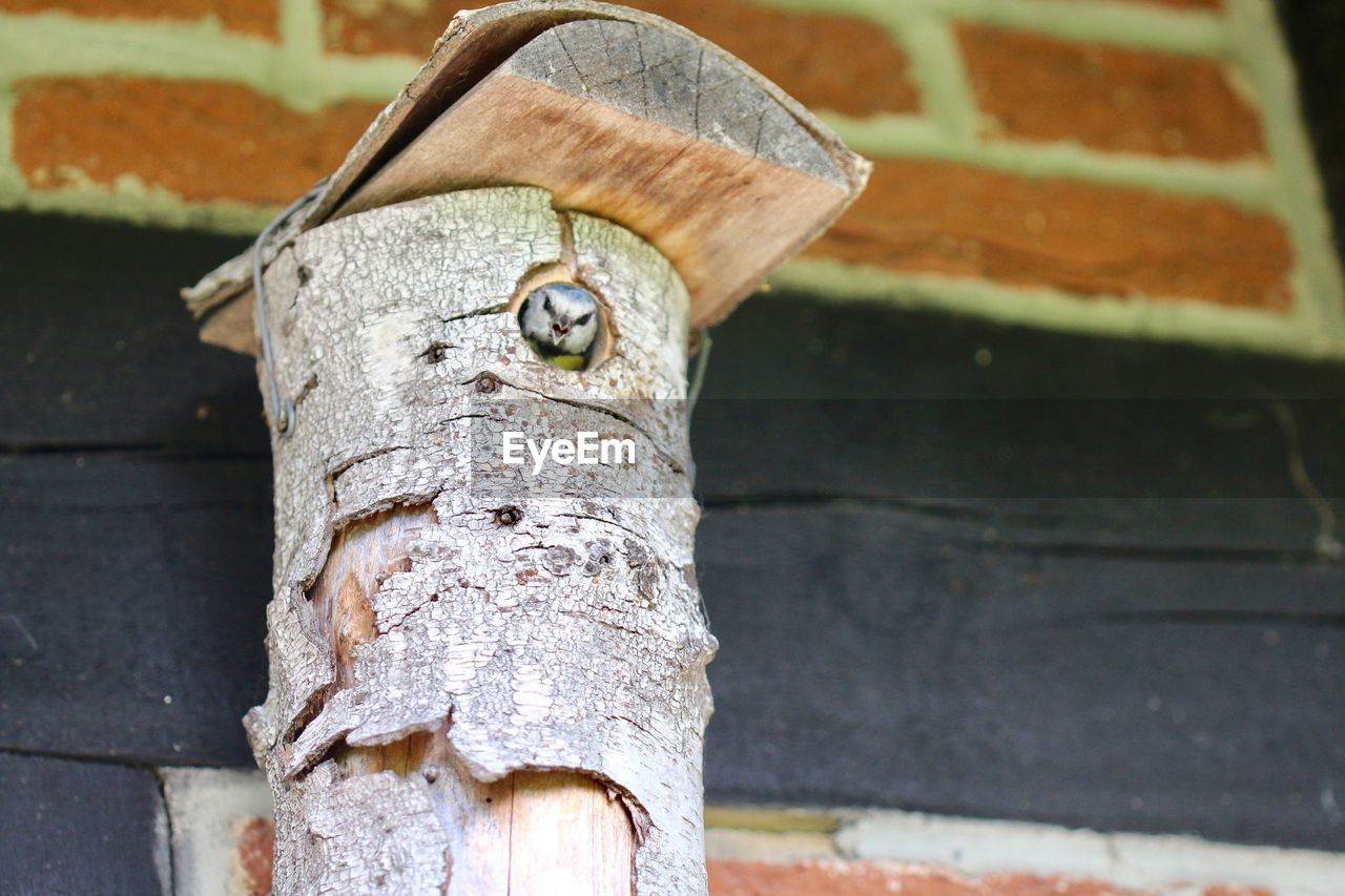 Low angle view of bird in house