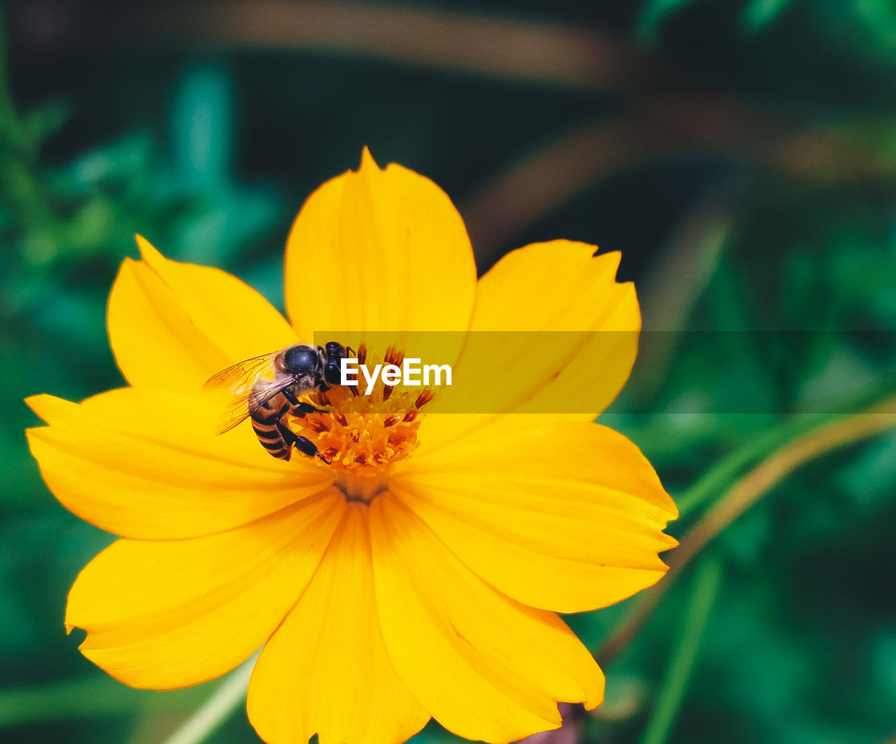 CLOSE-UP OF INSECT POLLINATING ON YELLOW FLOWER