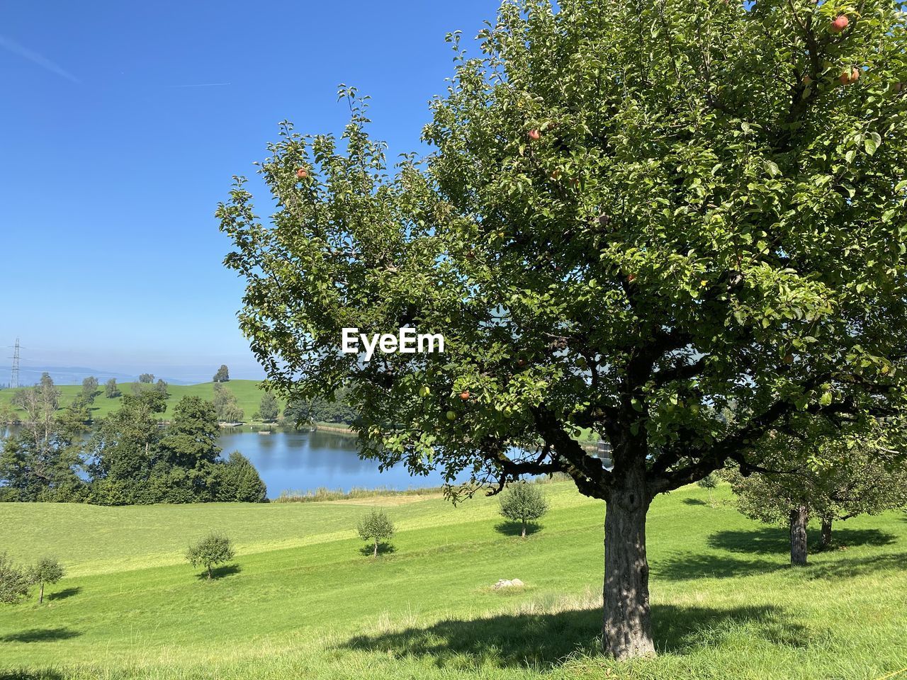 TREES ON FIELD AGAINST SKY