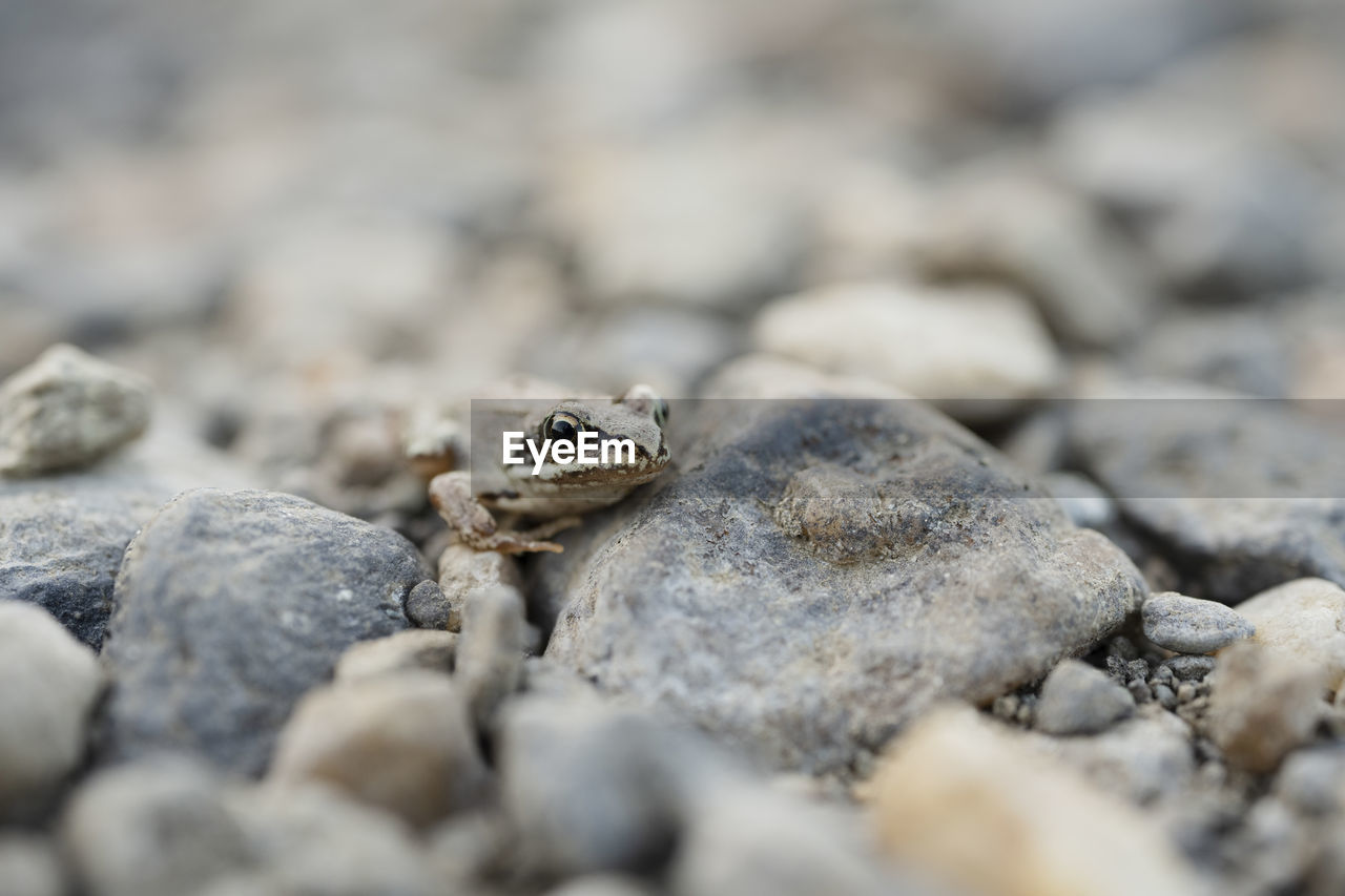 Alert frog crawling on rocks and pebbles