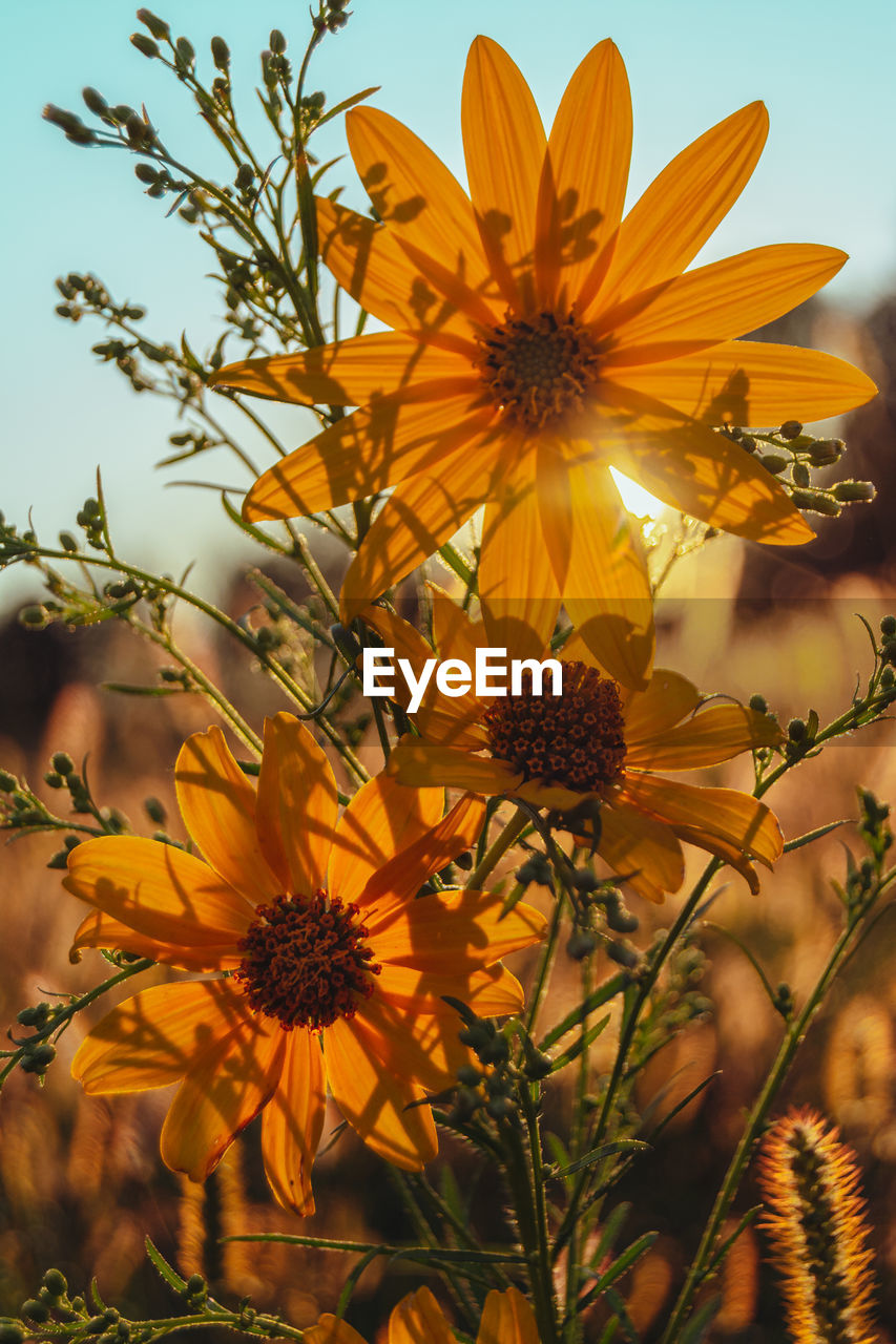 plant, flower, flowering plant, yellow, beauty in nature, nature, freshness, sky, growth, sunlight, autumn, sunflower, flower head, no people, close-up, inflorescence, wildflower, fragility, petal, leaf, outdoors, macro photography, sunset, botany, blossom, summer, land