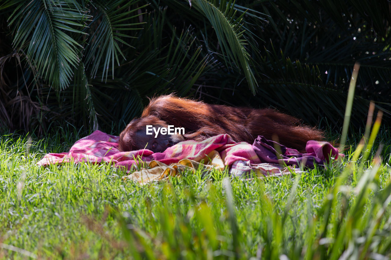 Monkey relaxing on grass