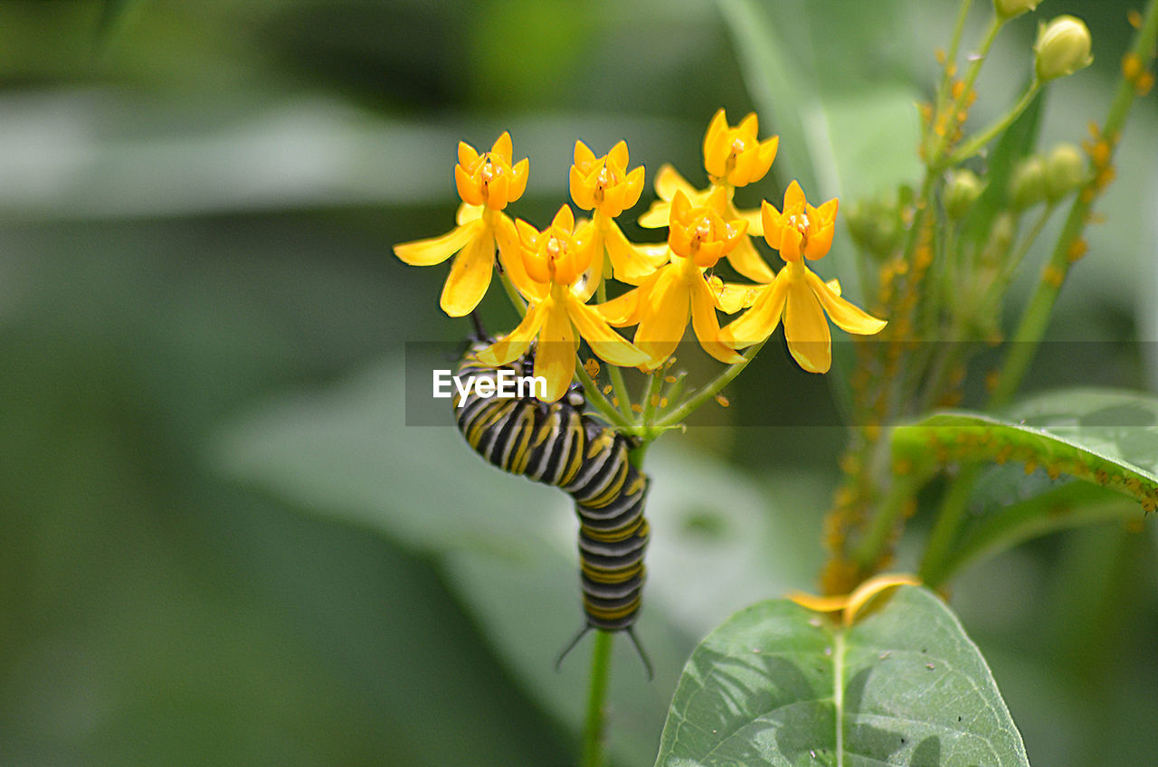 Close-up of yellow flowering plant