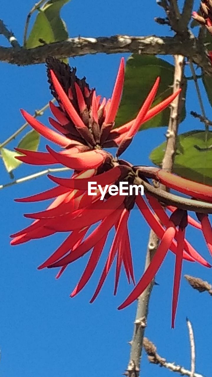 LOW ANGLE VIEW OF FLOWER AGAINST BLUE SKY