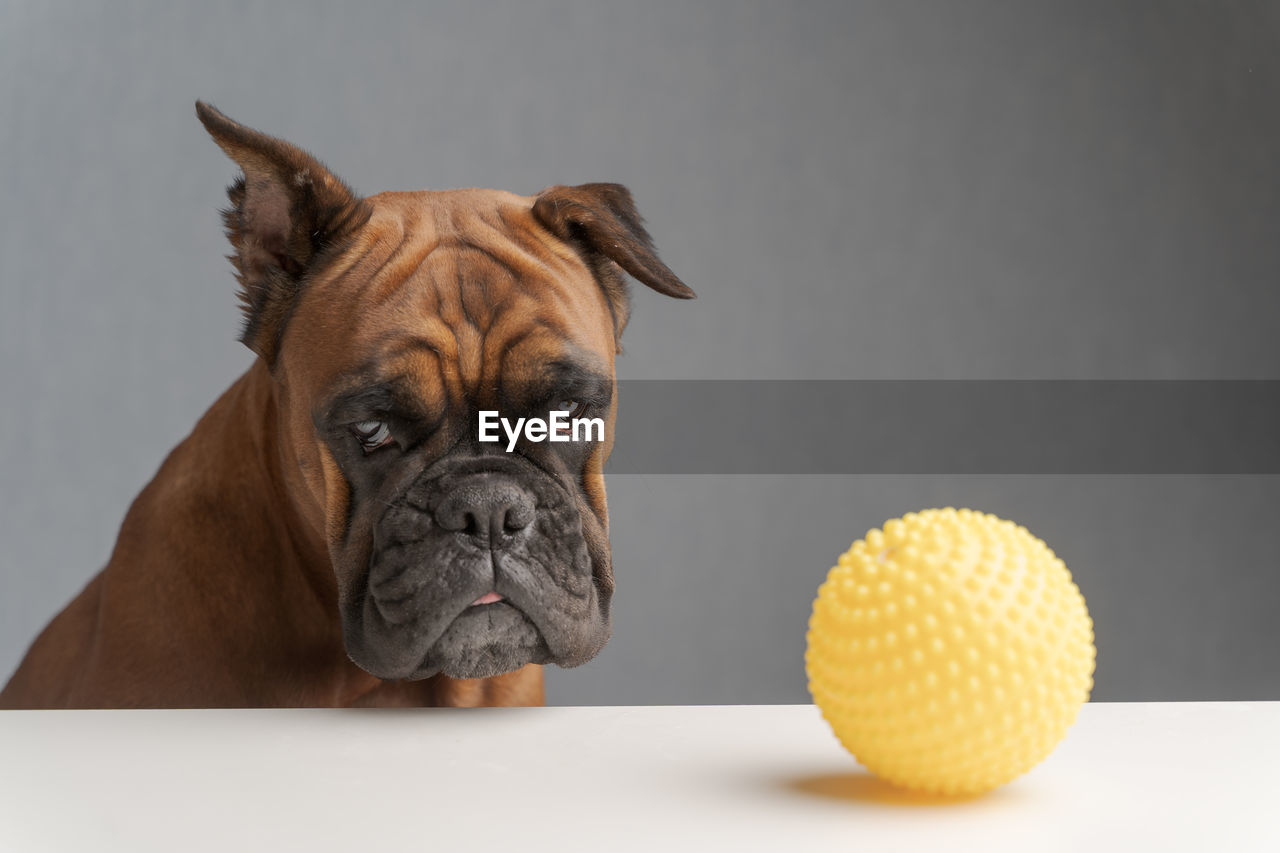 German boxer dog sits next to a toy ball with a sad look on his face