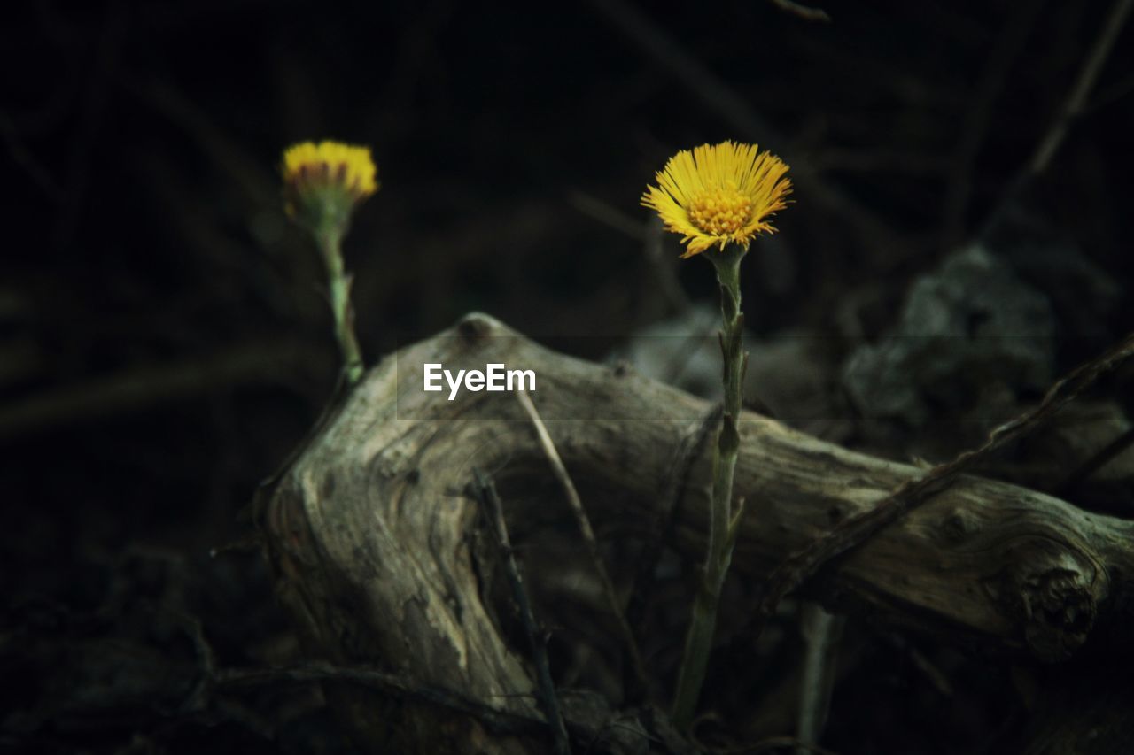 CLOSE-UP OF YELLOW FLOWER