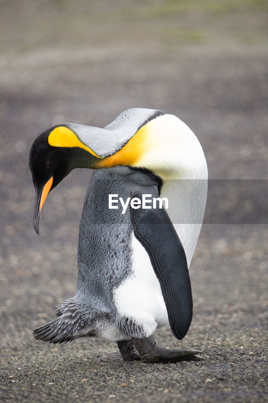 SIDE VIEW OF A BIRD ON A LAND