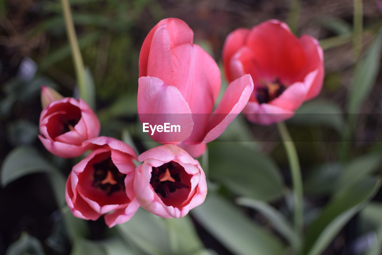 Close-up of pink flowers blooming outdoors