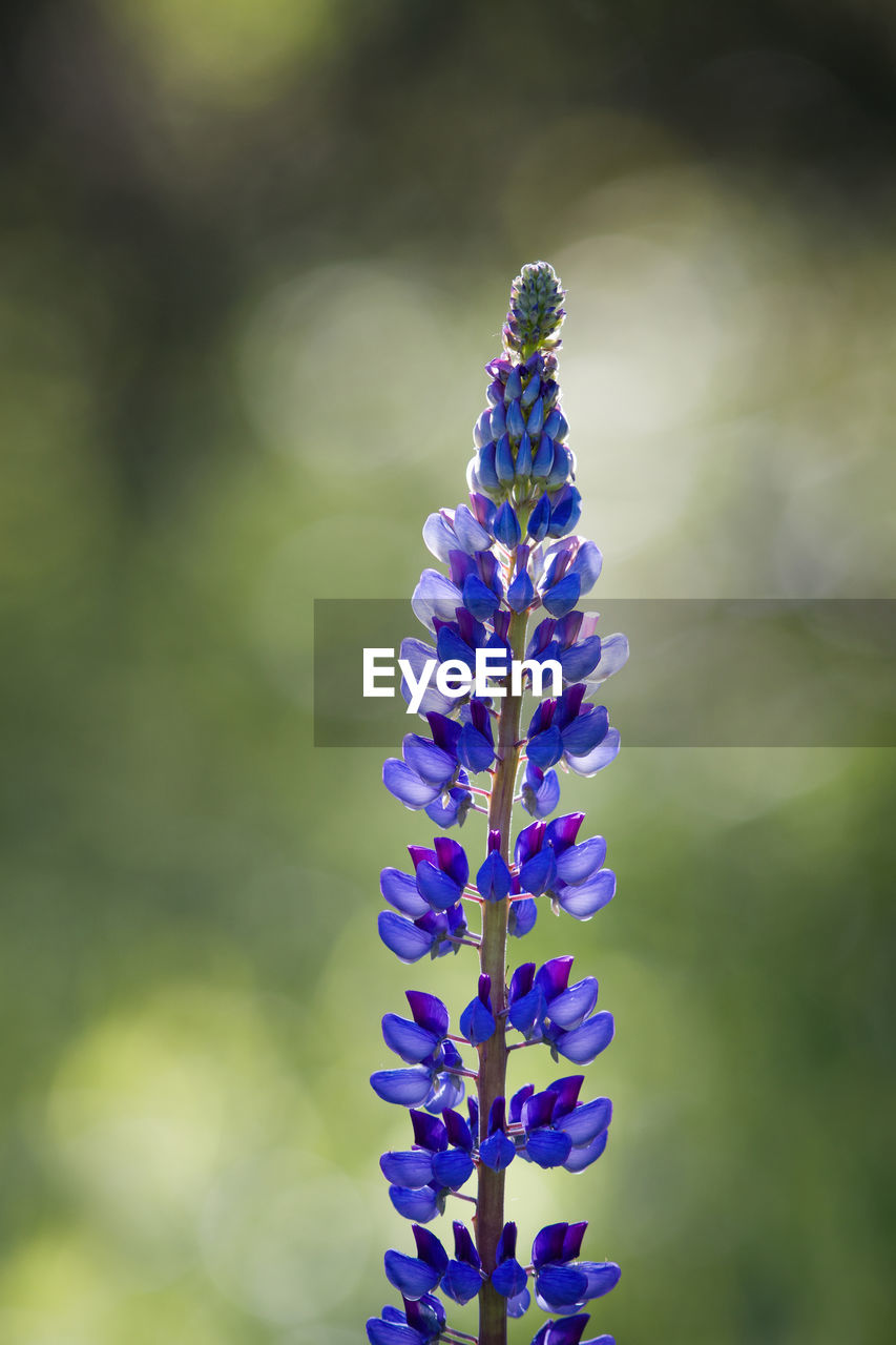 CLOSE-UP OF PURPLE FLOWERING PLANTS OUTDOORS