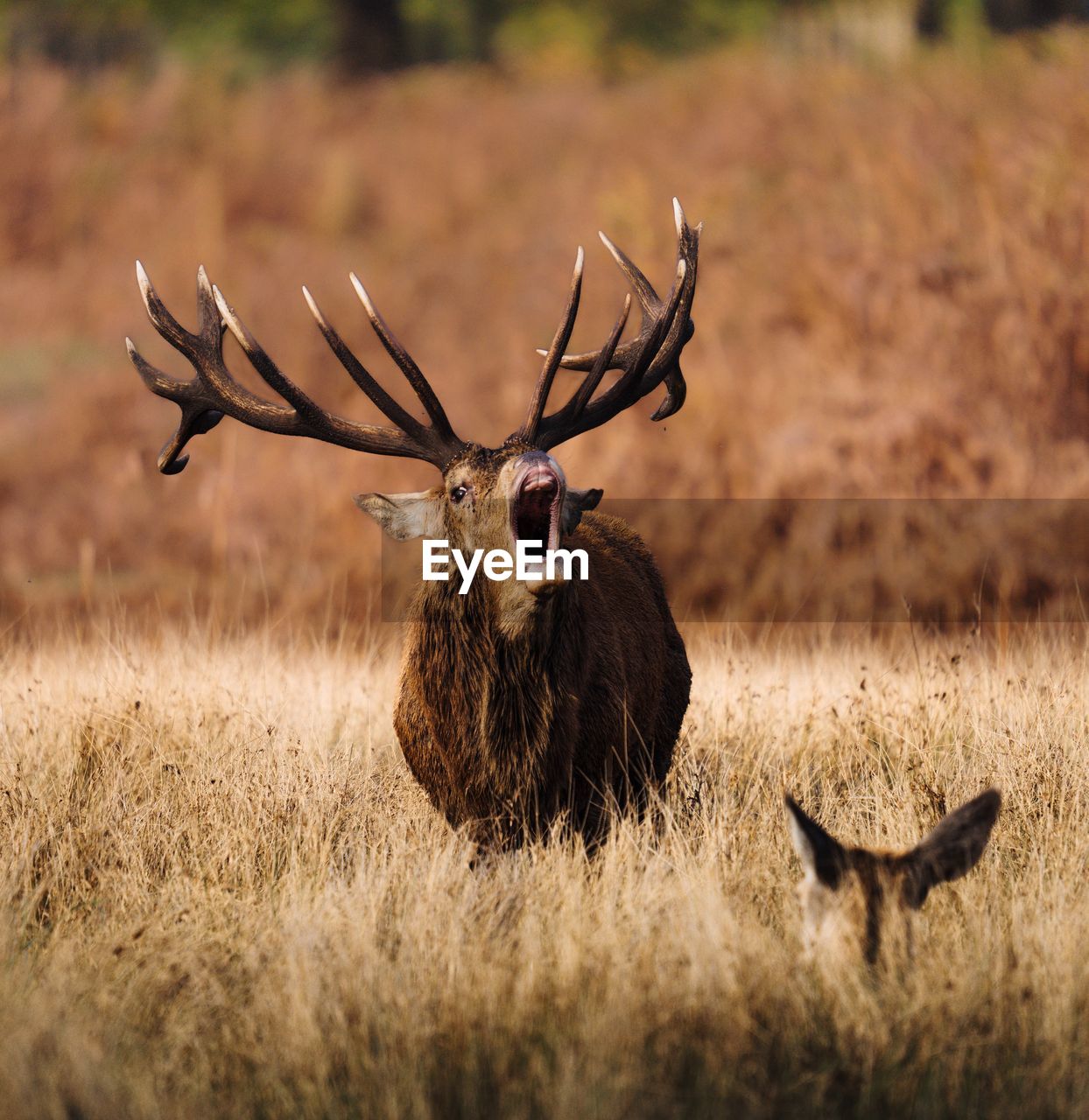 animal, animal themes, animal wildlife, wildlife, mammal, deer, antler, no people, prairie, nature, one animal, plant, grassland, grass, horned, outdoors, day, portrait, savanna, elk, brown, antelope, stag, travel destinations, domestic animals