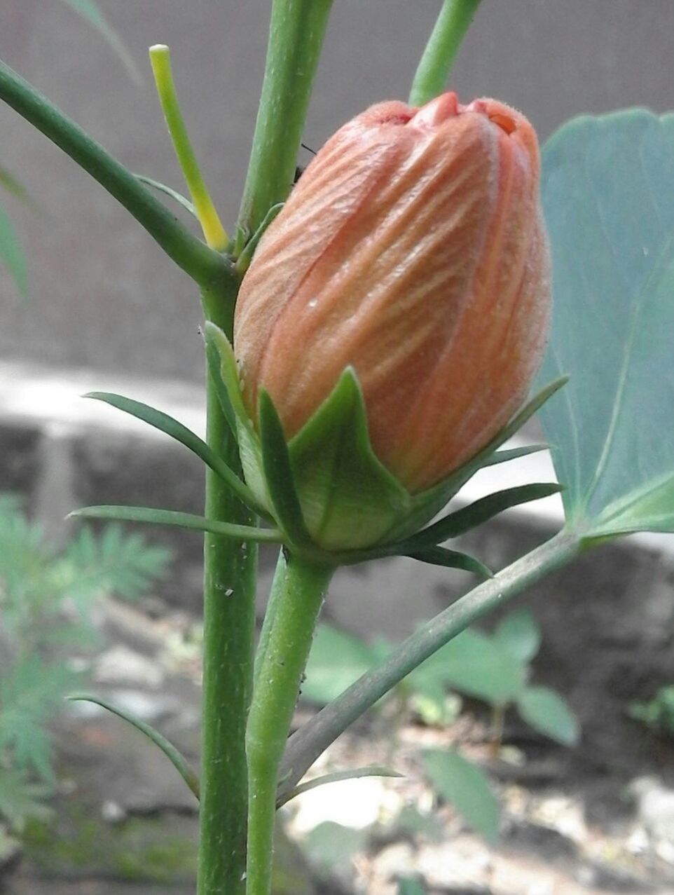 CLOSE-UP OF FLOWER AGAINST BLURRED BACKGROUND