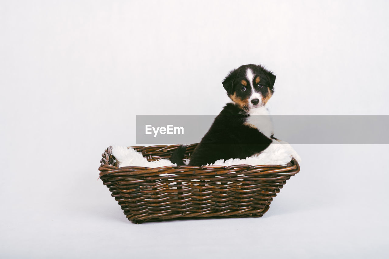 PORTRAIT OF CAT SITTING IN BASKET